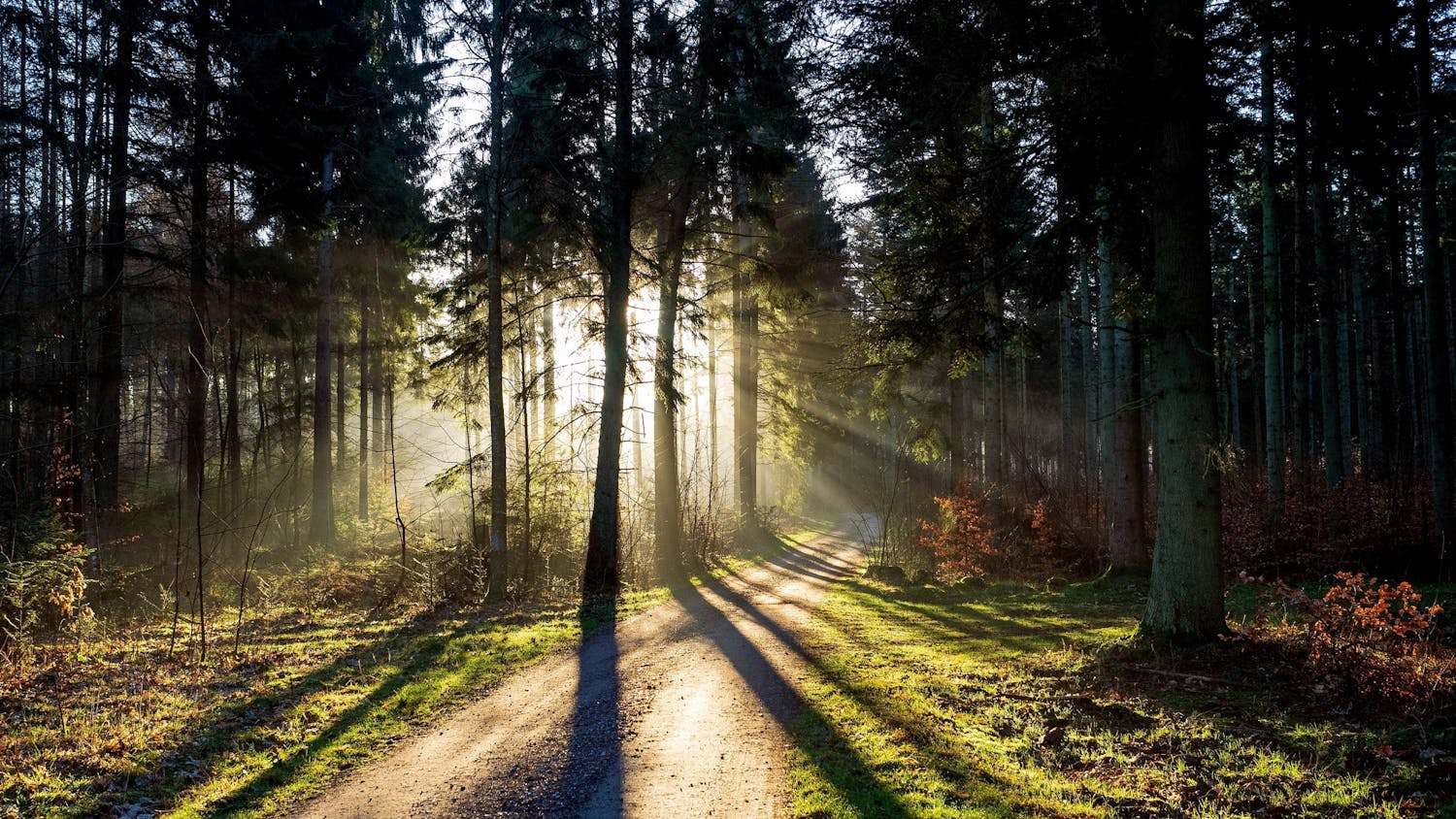 skog og morgenlys